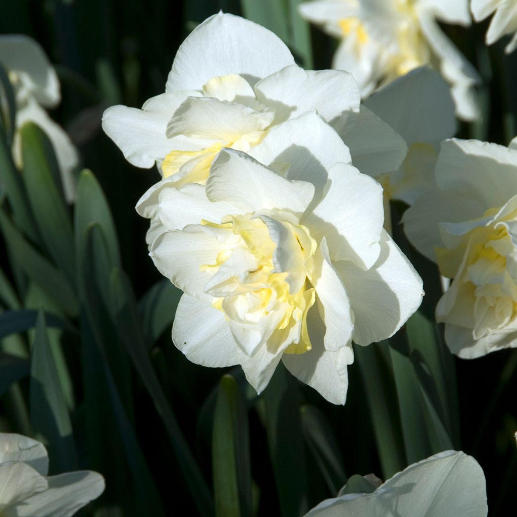 Narcissus White Lion - Narcis dubbel