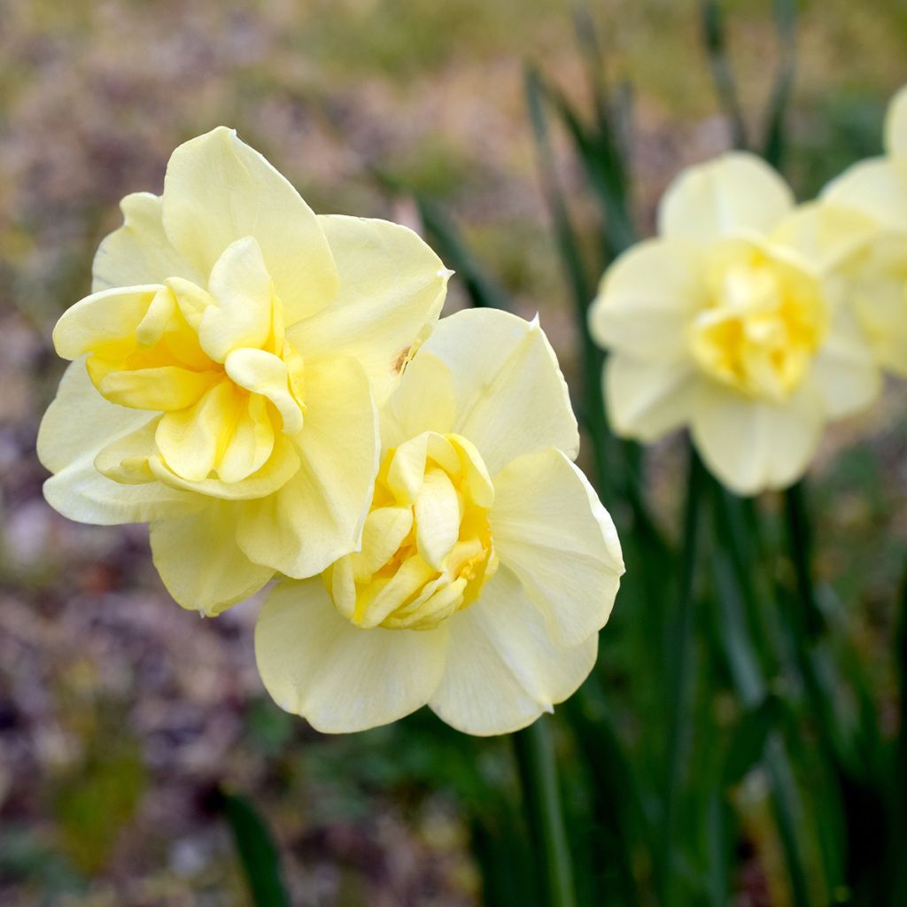 Narcissus Yellow Cheerfulness - Narcis dubbel