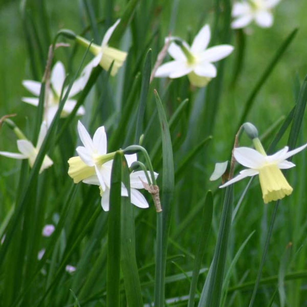 Narcissus Lemon Drops - Triandrus-narcis