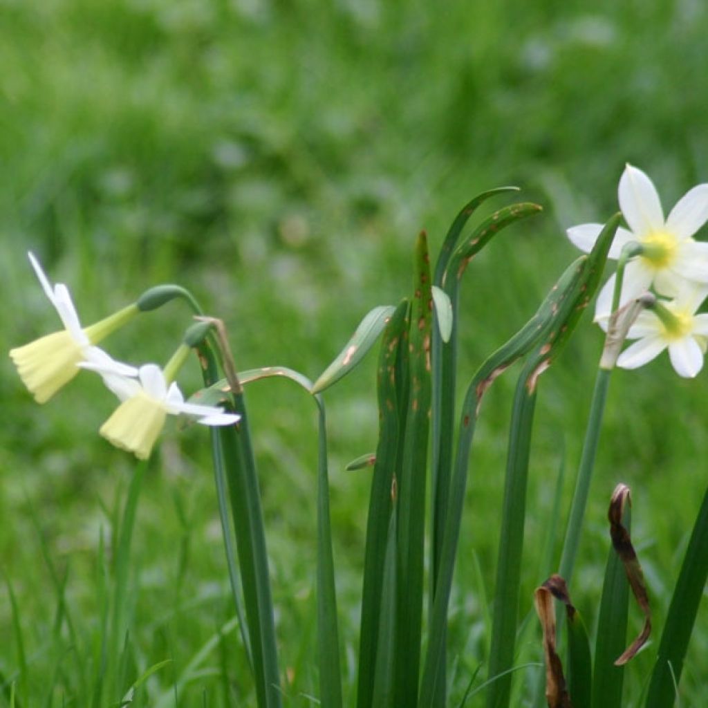 Narcissus Lemon Drops - Triandrus-narcis