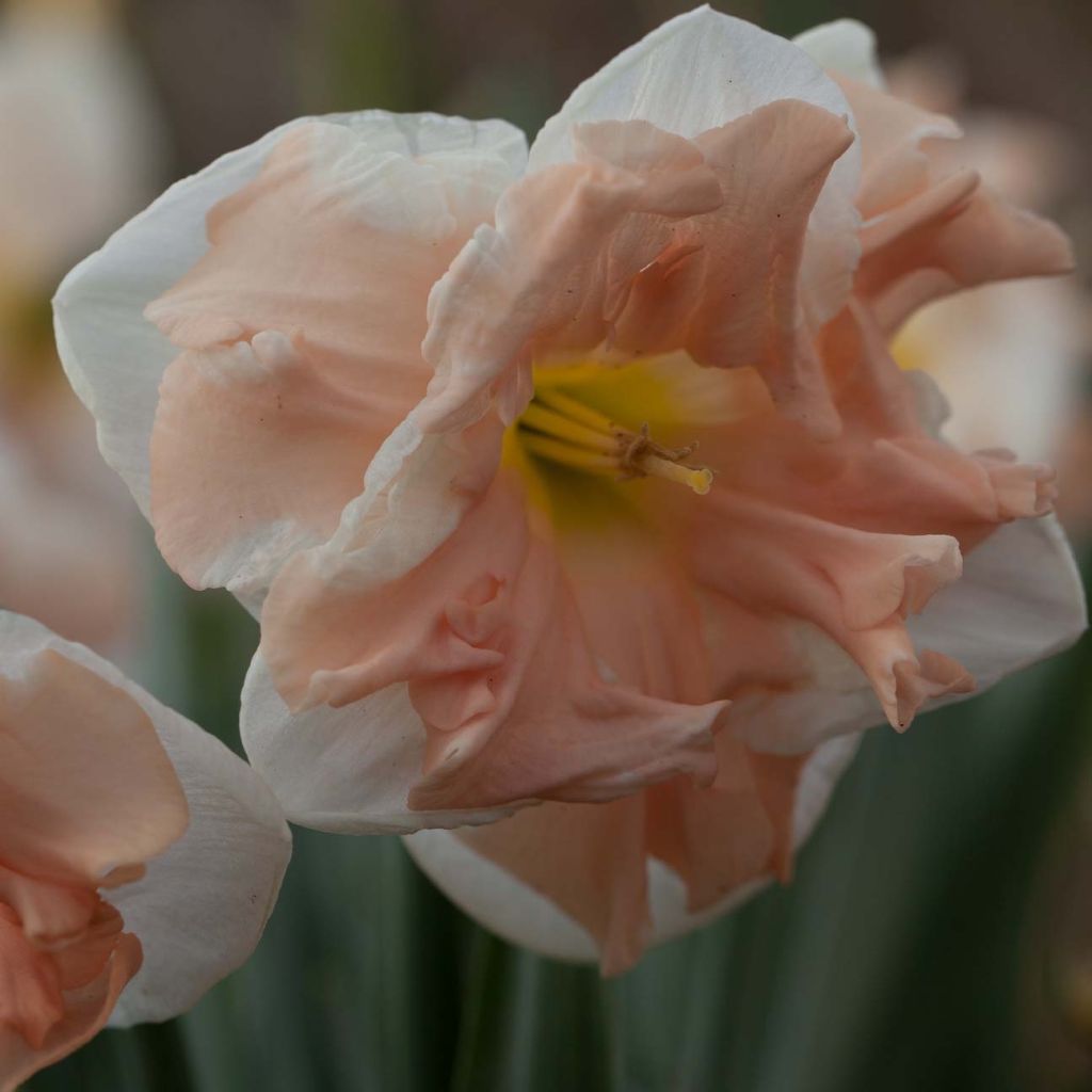 Narcissus Apricot Whirl - Spleetkronige narcis