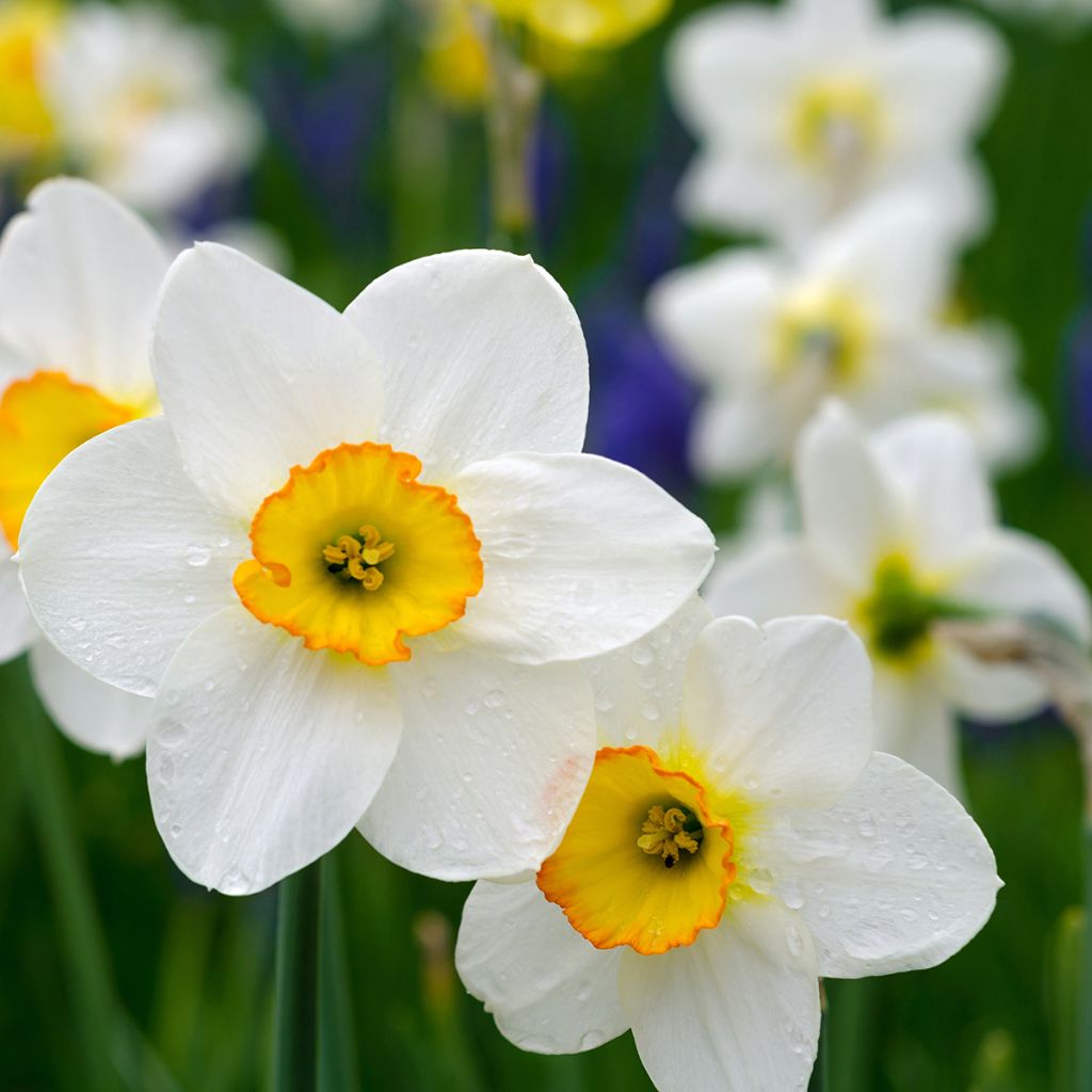 Narcissus poeticus Actaea - Dichtersnarcis