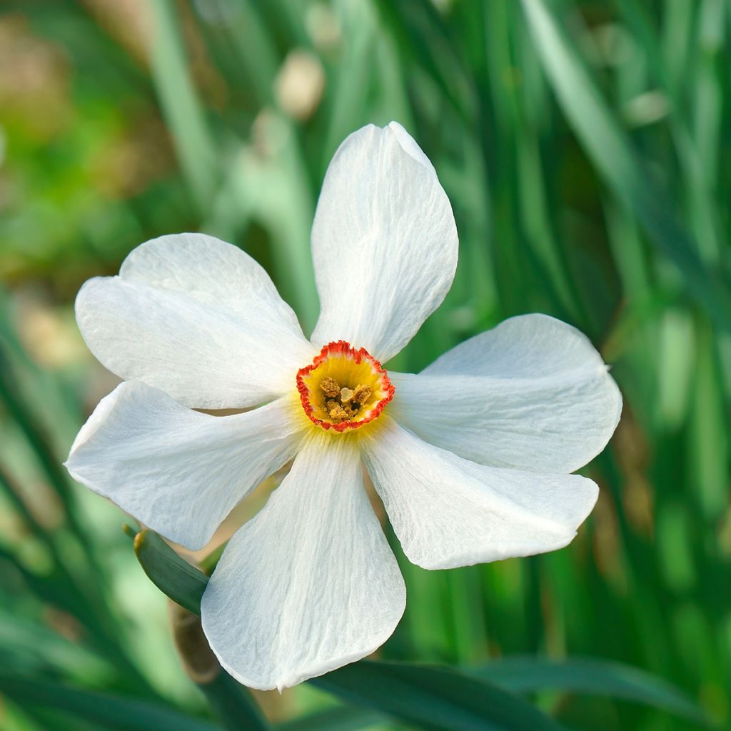 Narcissus poeticus Actaea - Dichtersnarcis