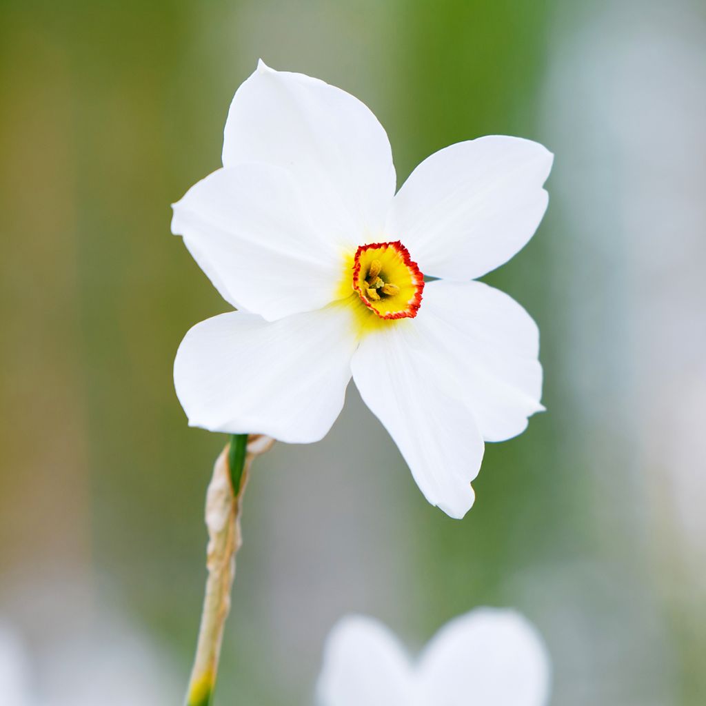 Narcissus poeticus Actaea - Dichtersnarcis