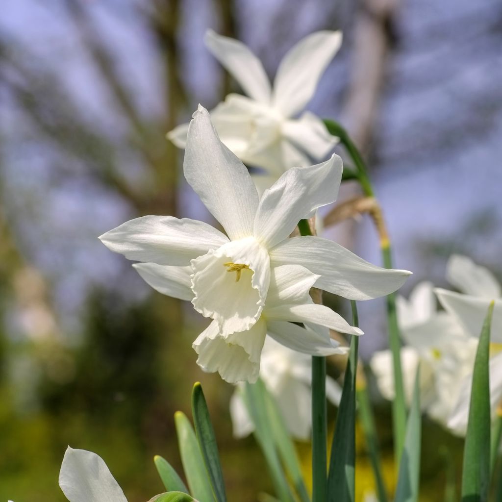 Narcissus Thalia - Triandrus-narcis