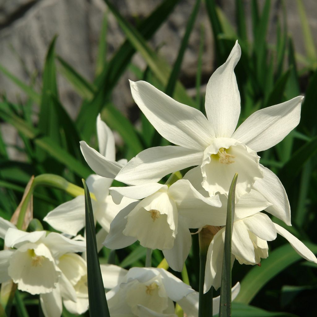 Narcissus Thalia - Triandrus-narcis