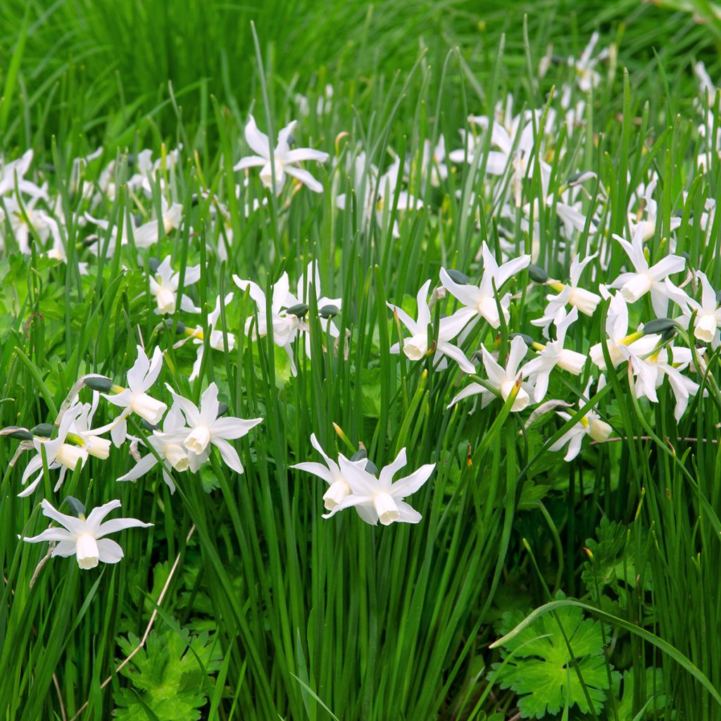 Narcissus Thalia - Triandrus-narcis