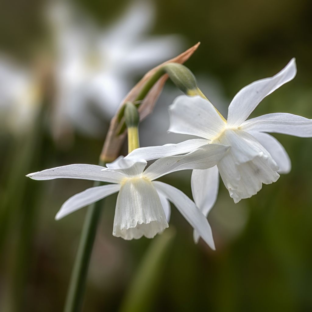 Narcissus Thalia - Triandrus-narcis