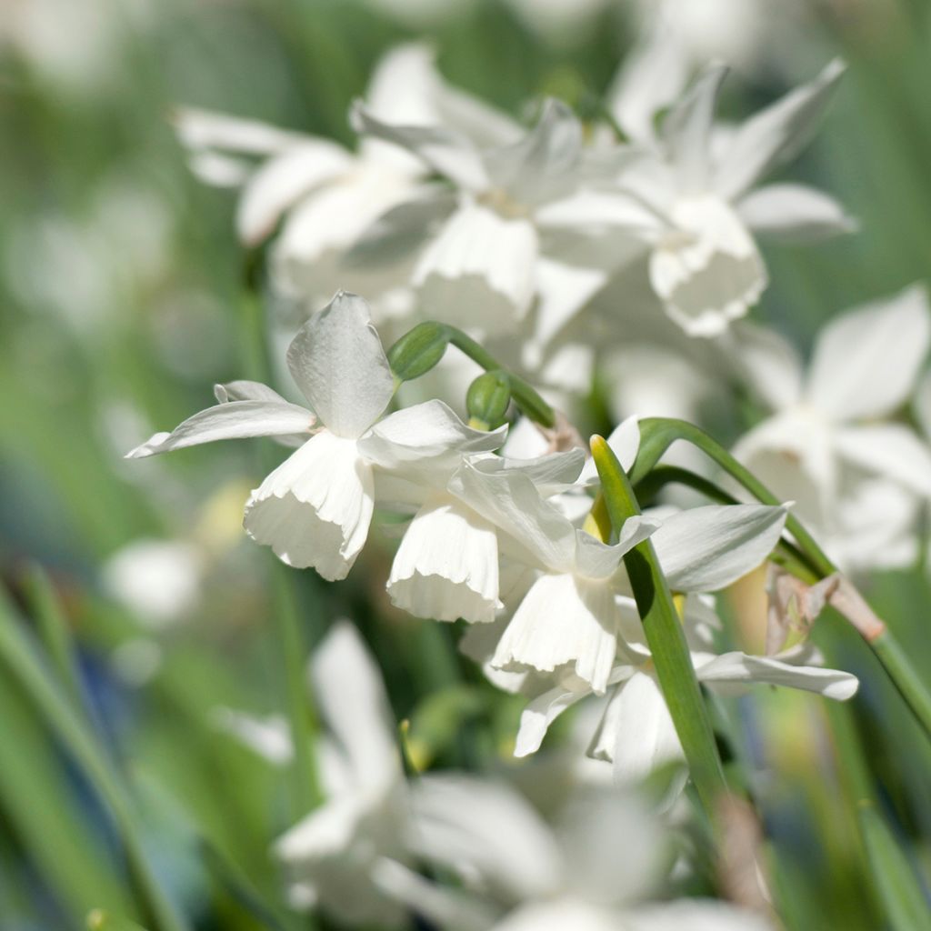 Narcissus Thalia - Triandrus-narcis