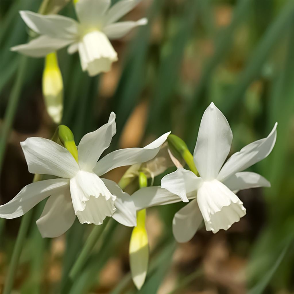 Narcissus Thalia - Triandrus-narcis