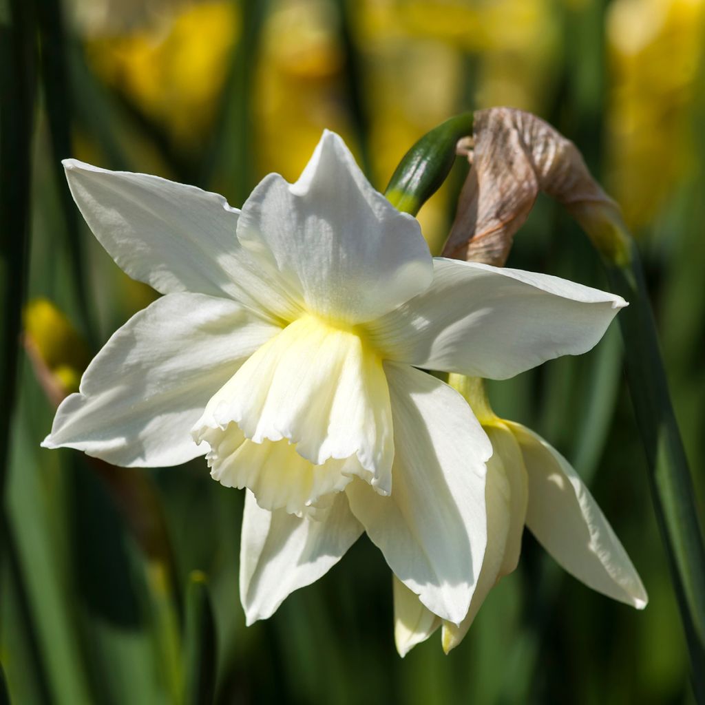 Narcissus Thalia - Triandrus-narcis