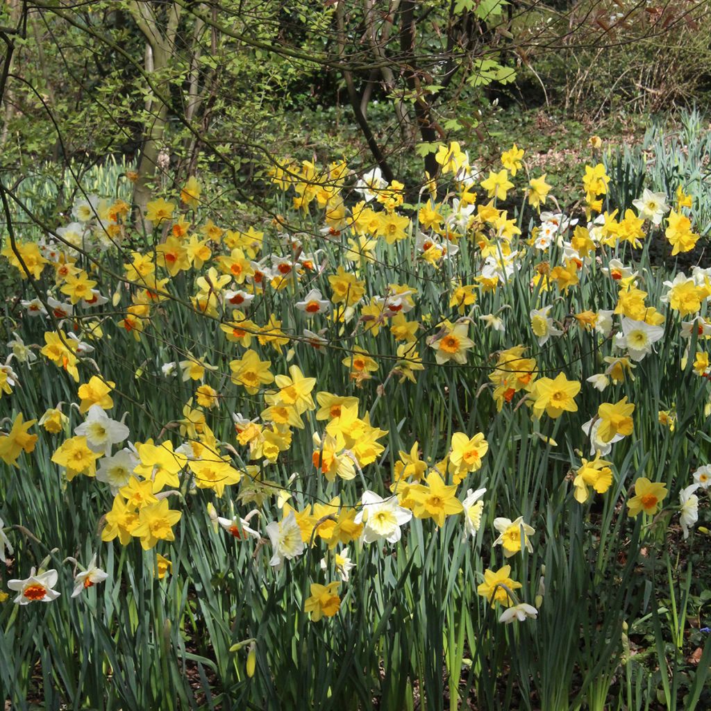 Narcis Selectie Schryve