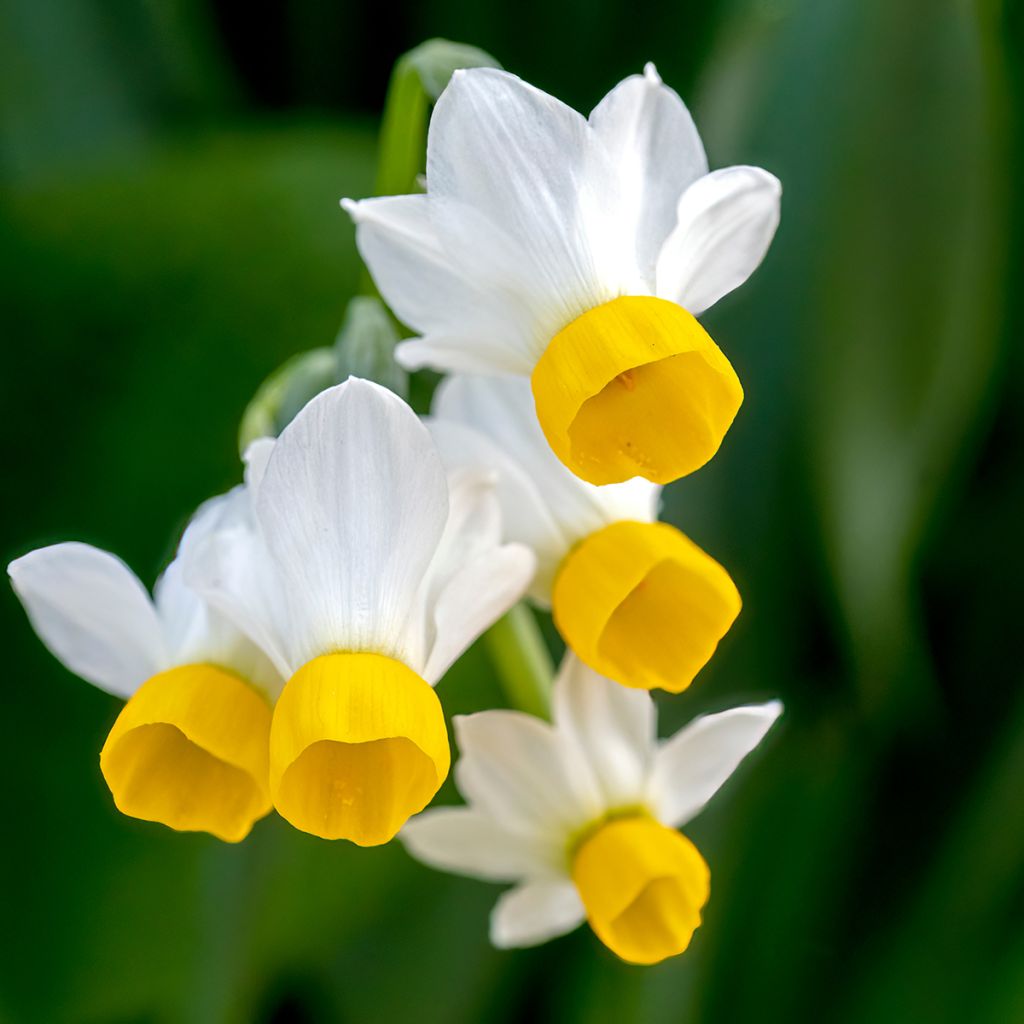 Narcissus tazetta Canaliculatus - Tazetta-narcis