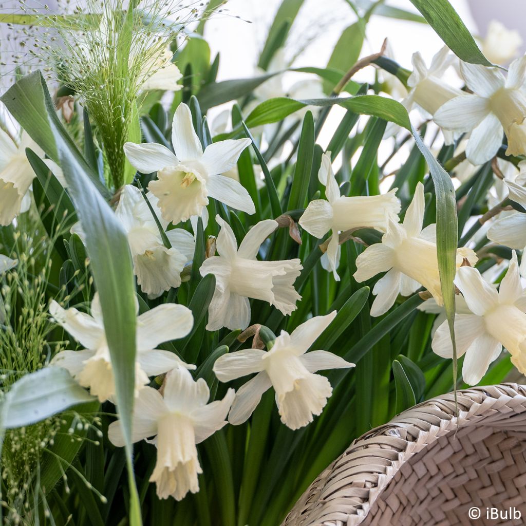 Narcissus jonquilla Pueblo - Jonquilla narcis