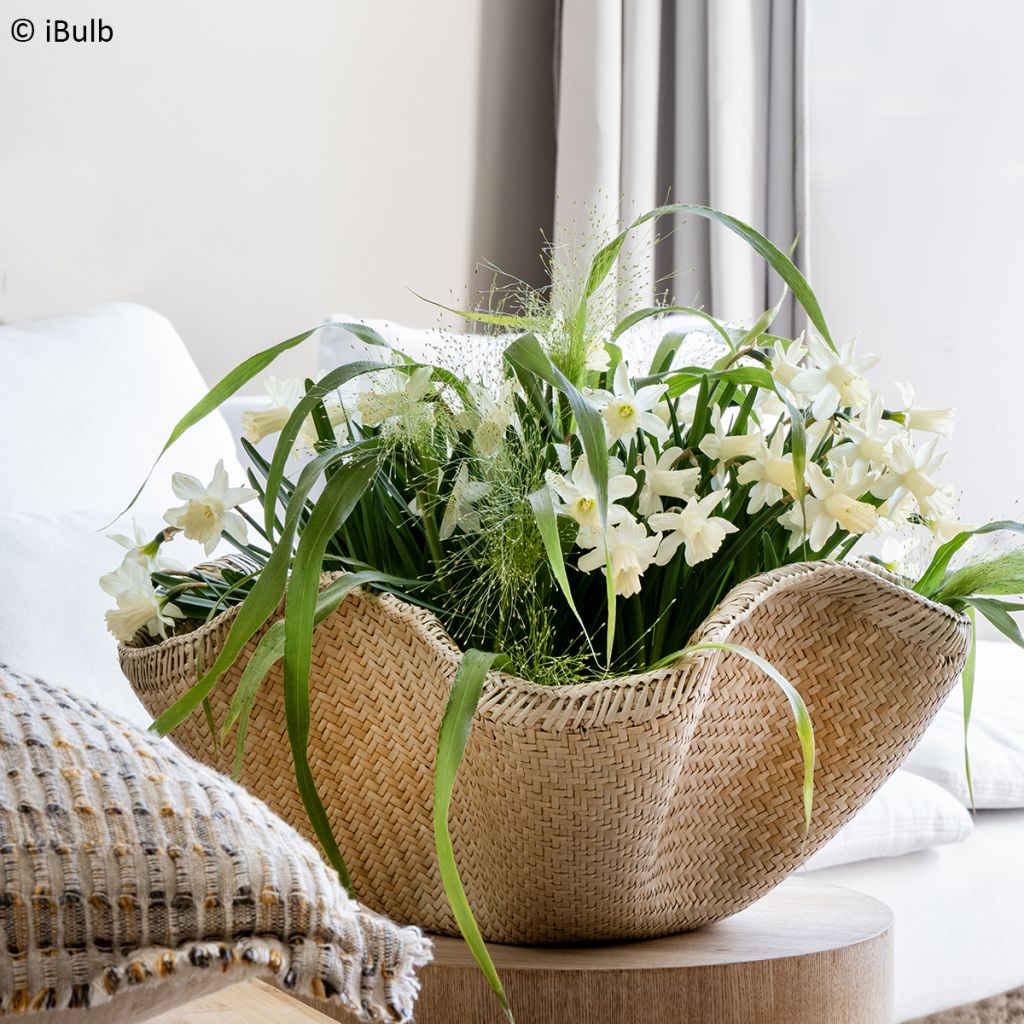 Narcissus jonquilla Pueblo - Jonquilla narcis