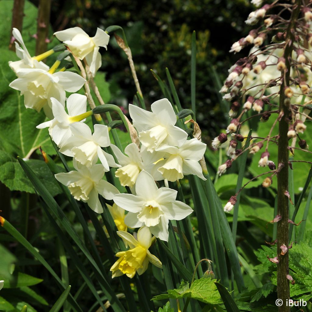 Narcissus jonquilla Pueblo - Jonquilla narcis