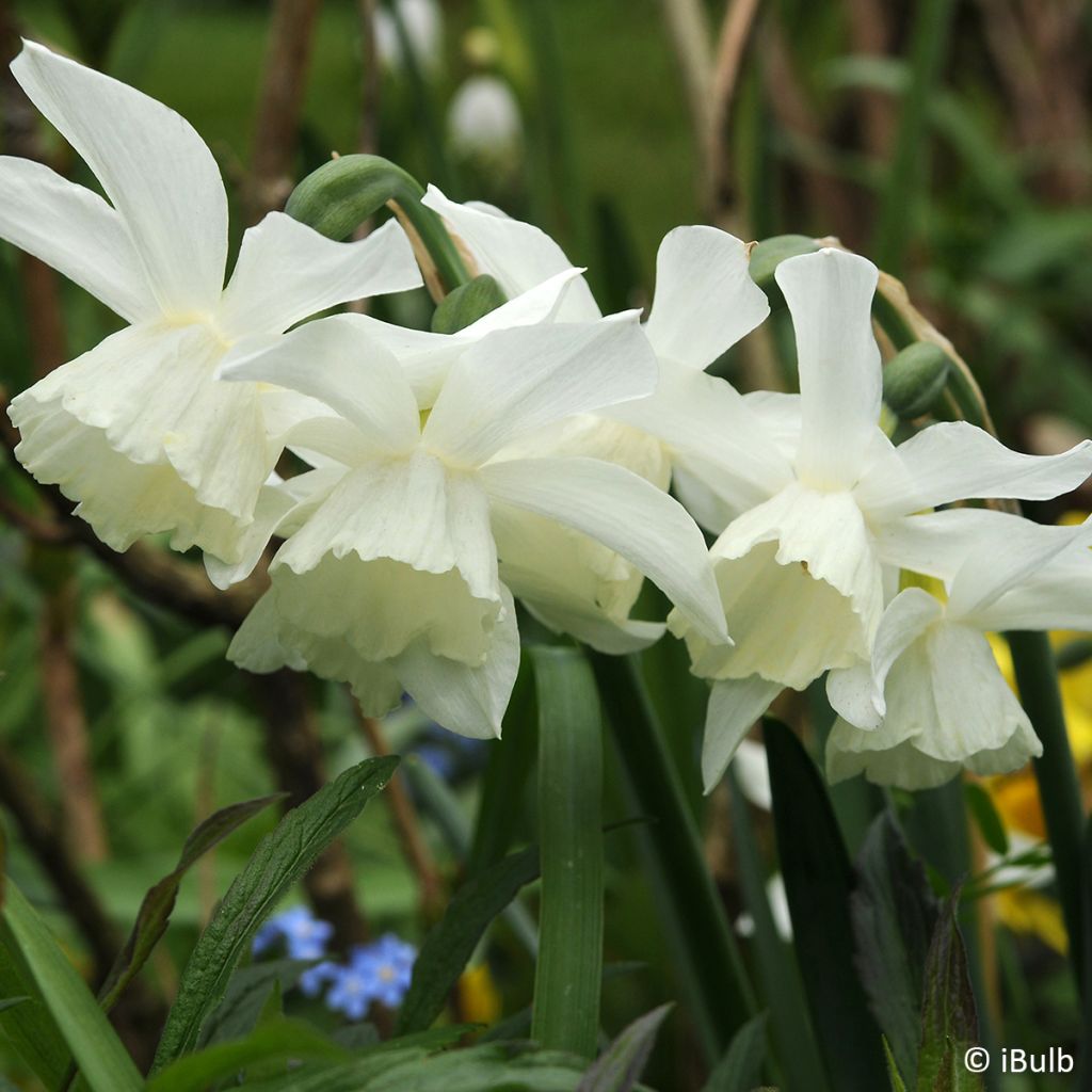 Narcissus jonquilla Pueblo - Jonquilla narcis