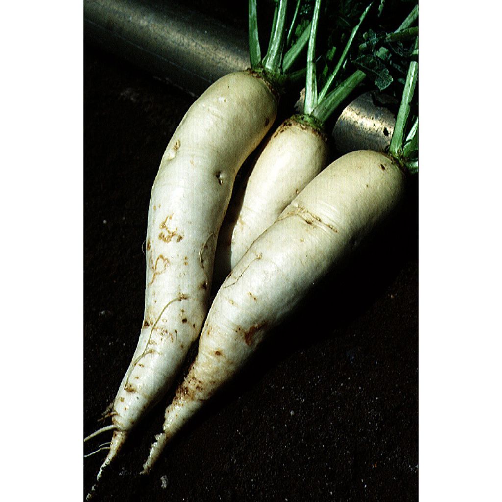 Navet 1/2 Long De Croissy - Brassica rapa