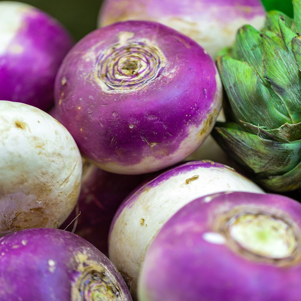 Knolraap Sweetbell F1