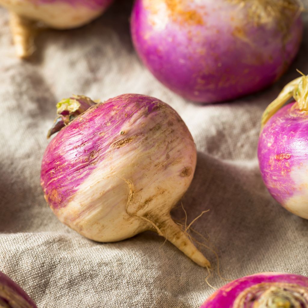 Raap Van Nancy met heel blad - Vilmorin