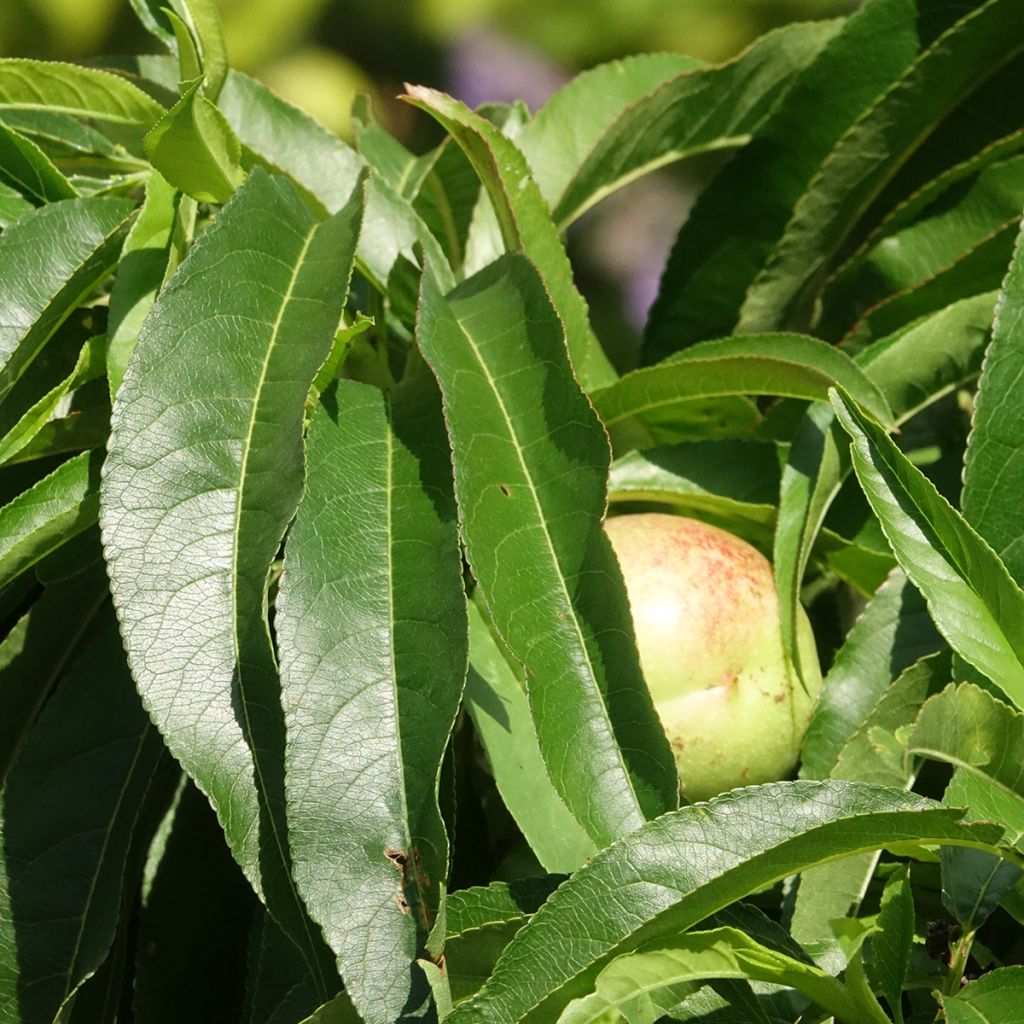 Dwergnectarine Snow Baby