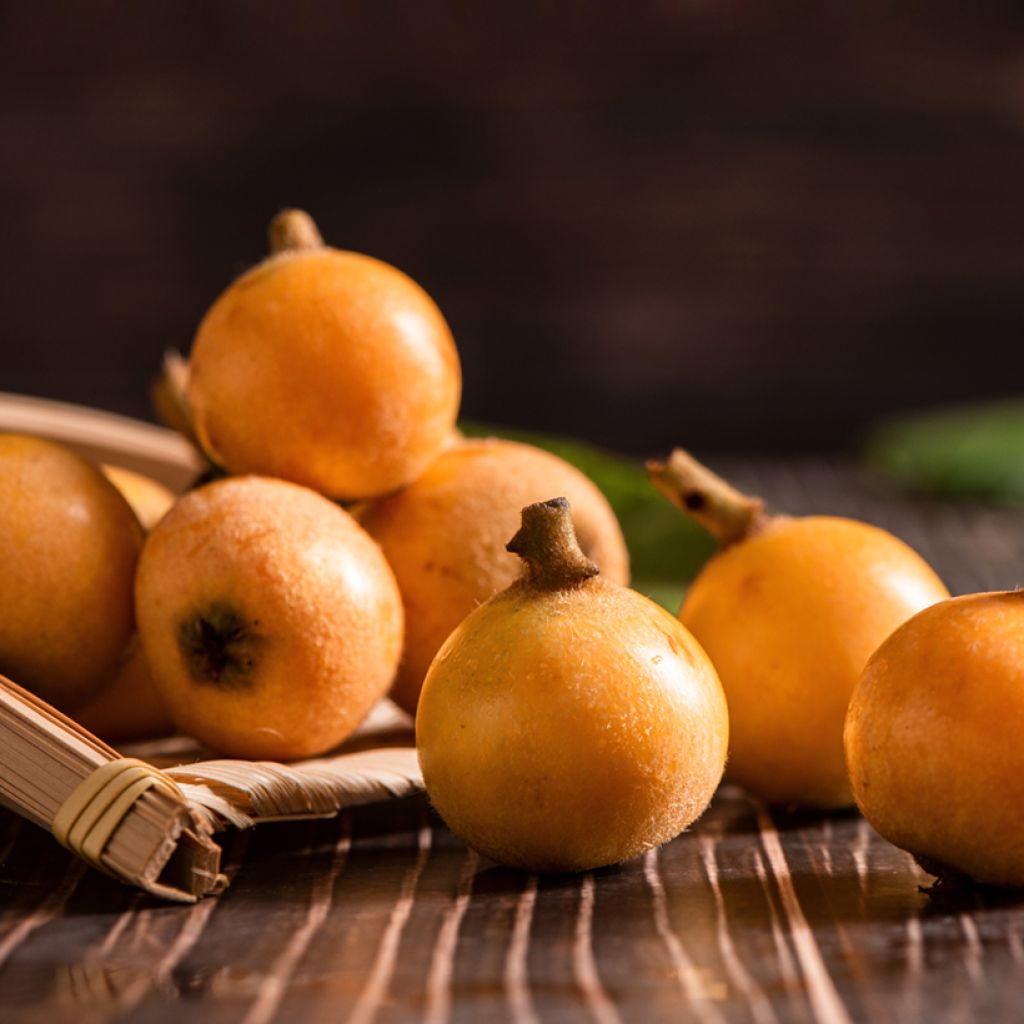 Japanse mispel Argelino - Eriobotrya japonica