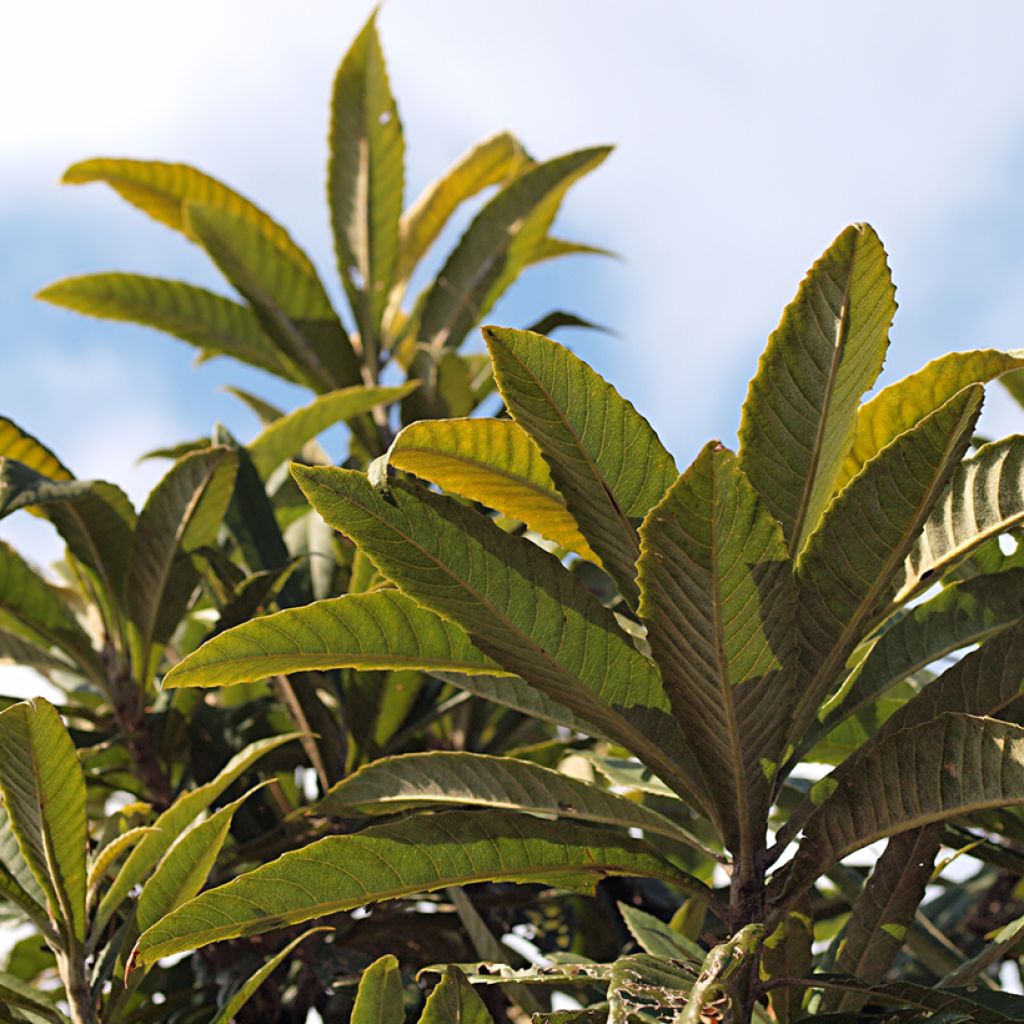 Japanse mispel Tanaka - Eriobotrya japonica