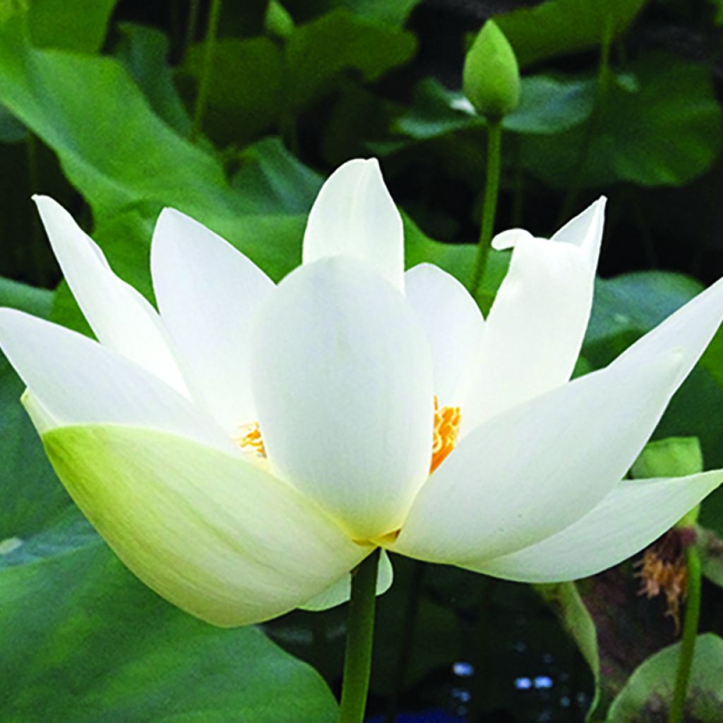 Nelumbo Angel Wings - Indische lotus