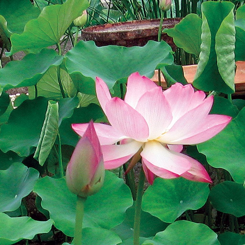 Nelumbo Chawan Basu - Indische lotus