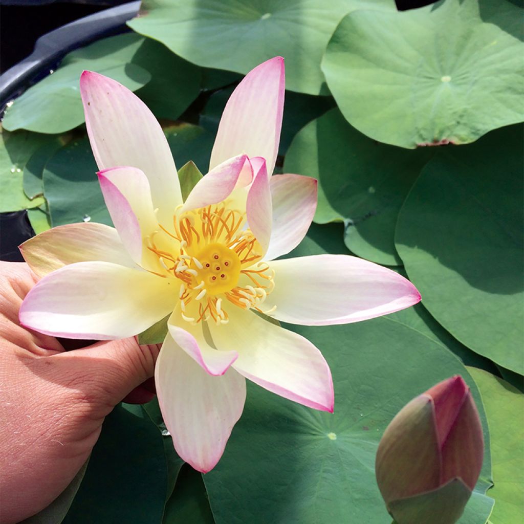 Nelumbo Guifei Zuijiu - Indische lotus