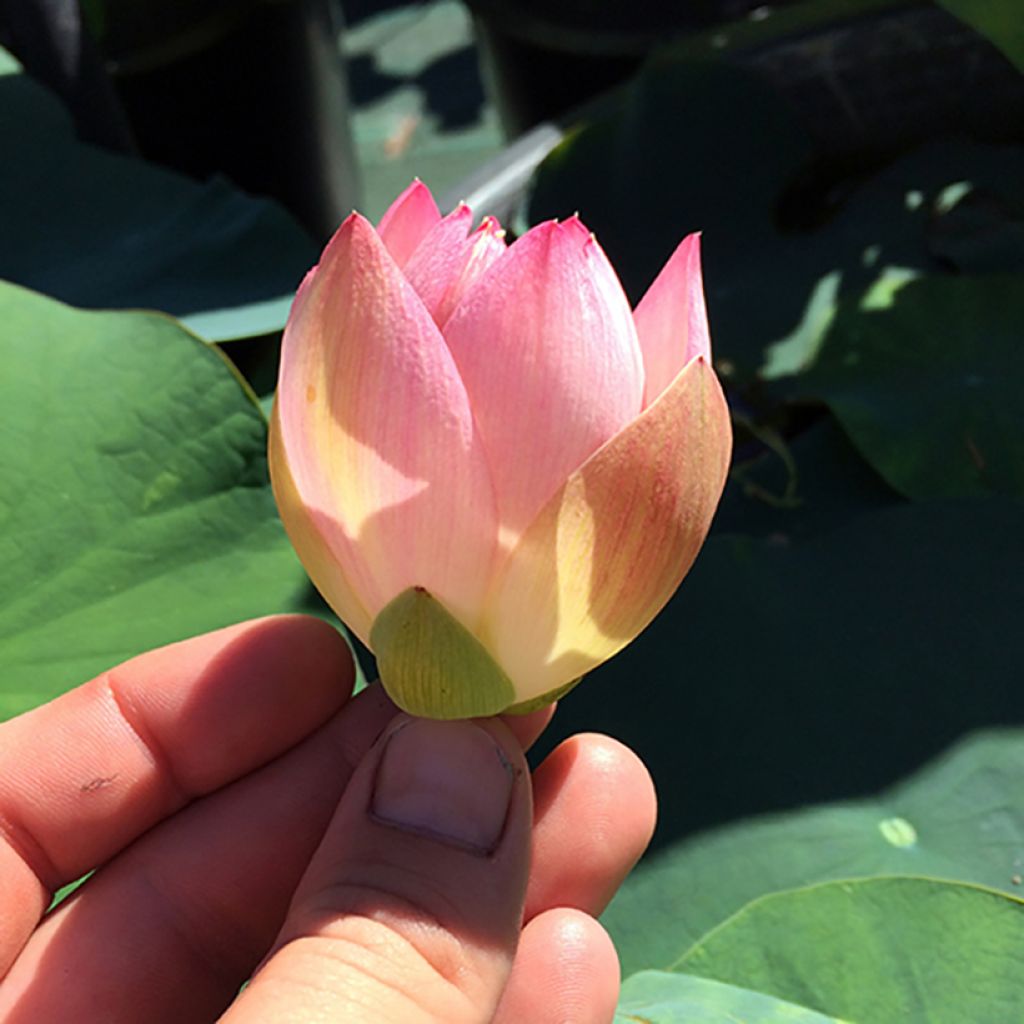 Nelumbo Princess Abby of Ten-Mile Creek - Indische lotus