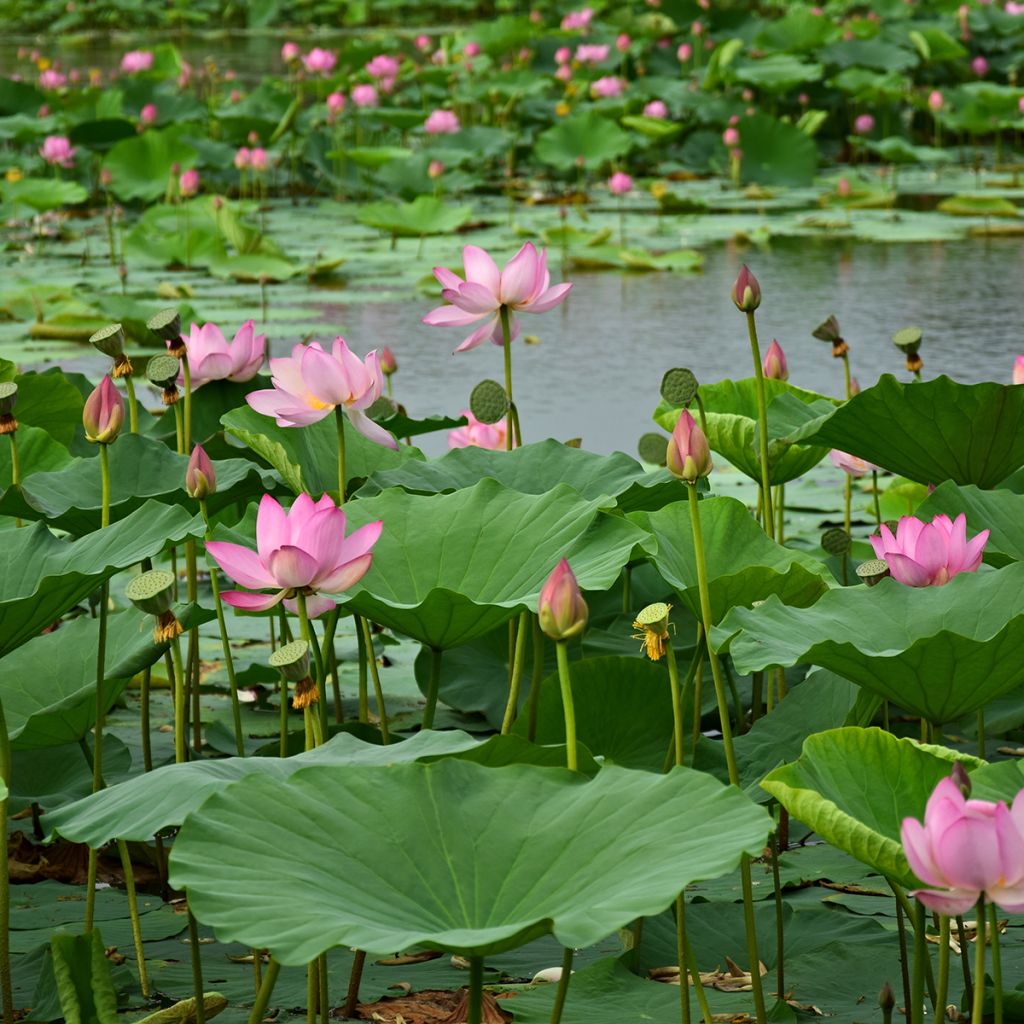 Nelumbo Red at Sunset - Indische lotus