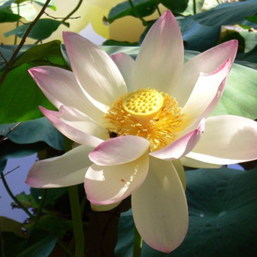 Nelumbo Pale Pink and White - Indische lotus