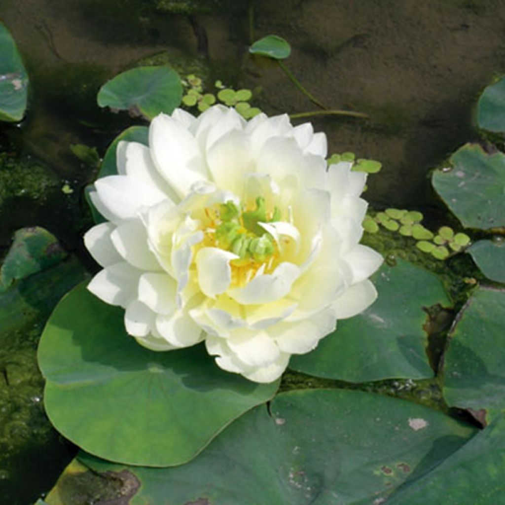 Nelumbo nucifera Wit - Indische lotus