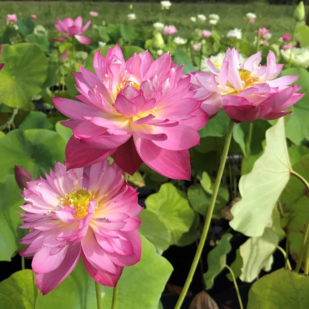 Nelumbo Elite Red - Dwerg lotus
