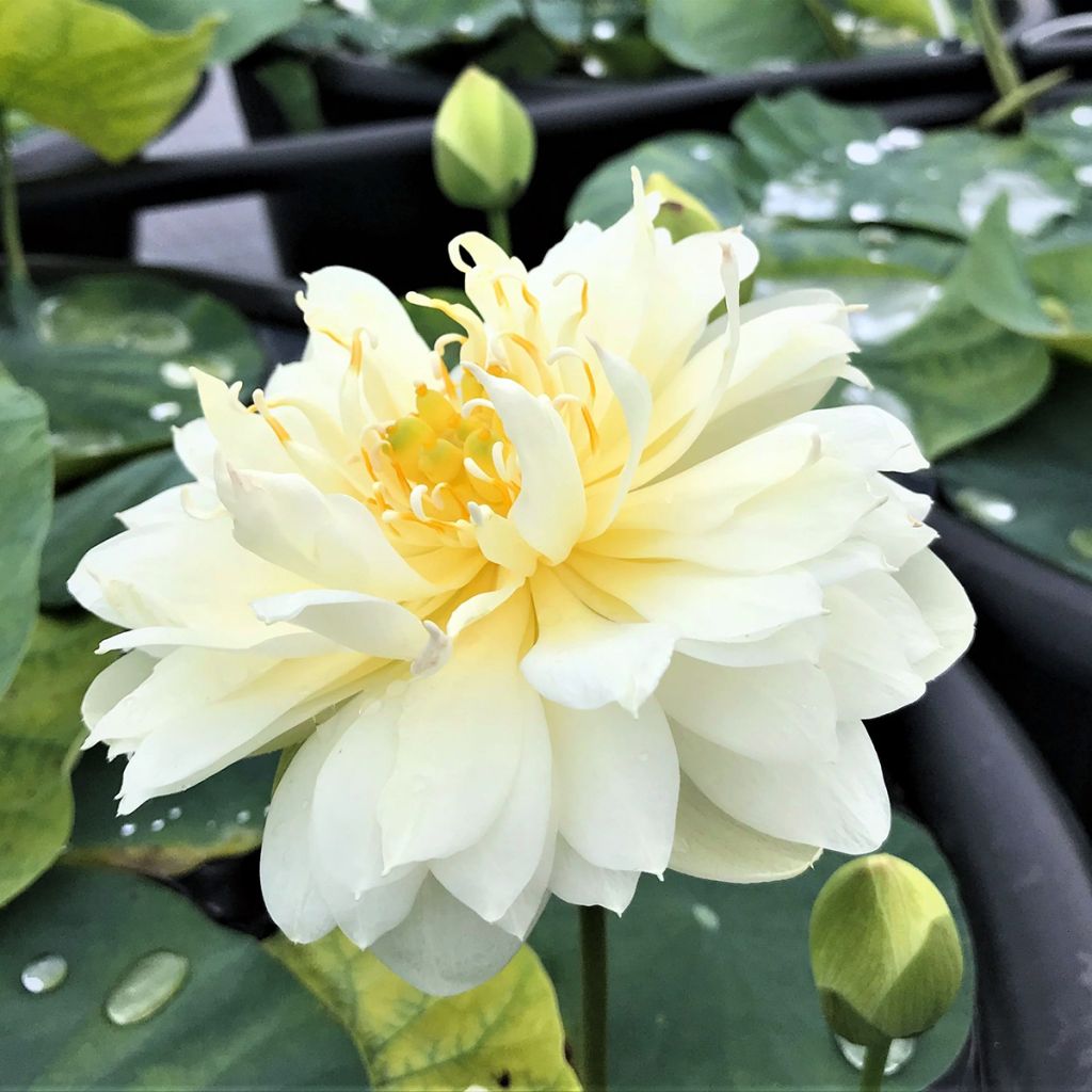 Nelumbo Gold & Resplendence - Dwerg lotus