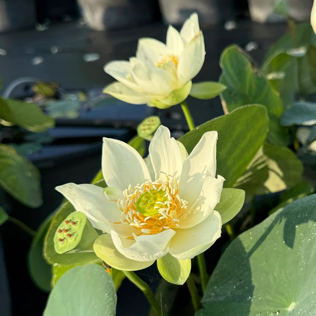 Nelumbo Little Antelope - Dwerg lotus