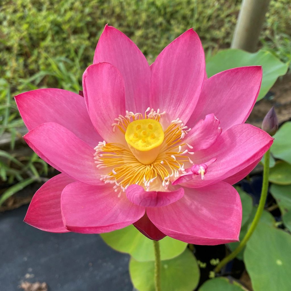 Nelumbo Purple Fairy 2 - Dwerg lotus