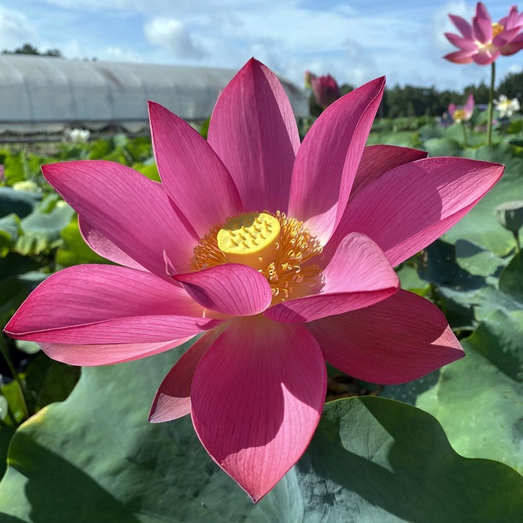 Nelumbo nucifera Ford's Raptor Red - Indische lotus