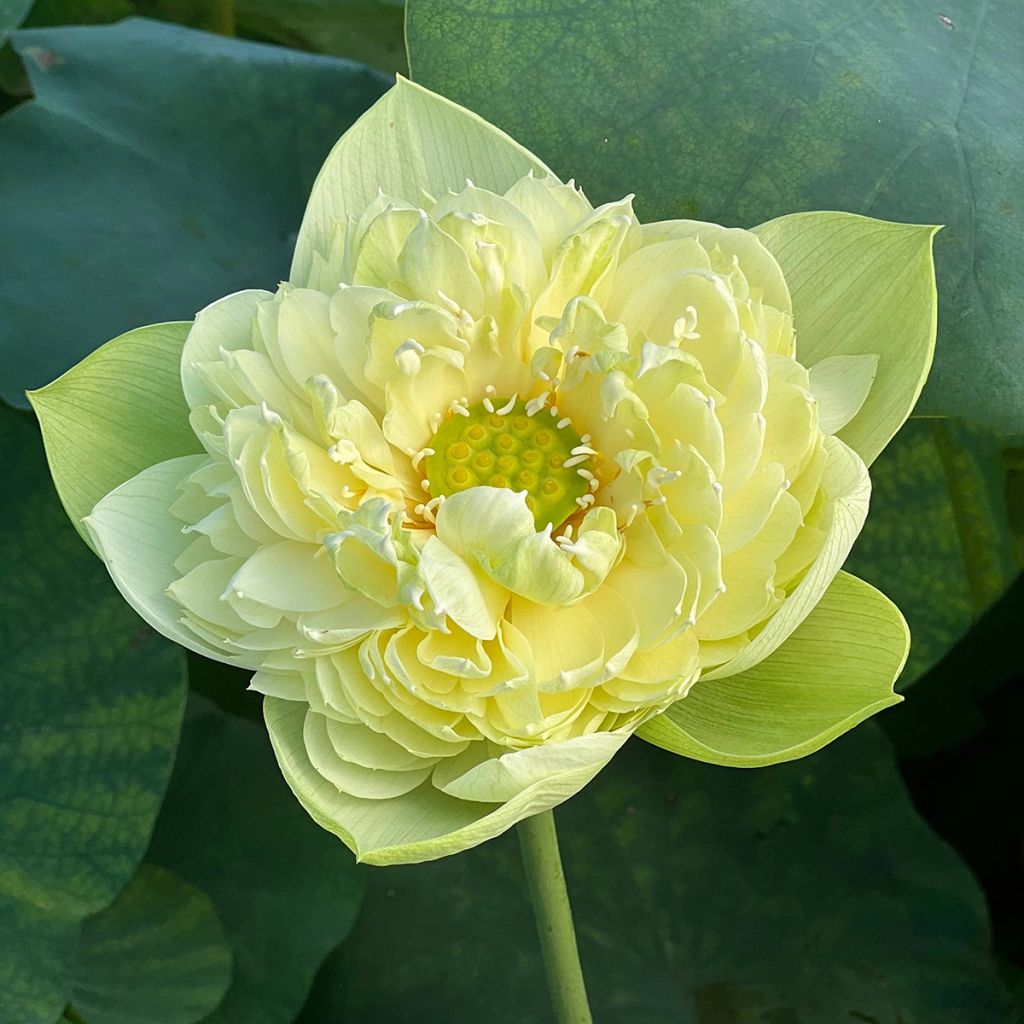 Nelumbo nucifera Golden Apple - Indische lotus