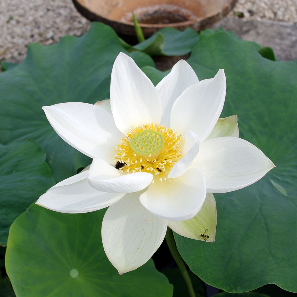 Nelumbo nucifera Hong Bian Yudie - Indische lotus