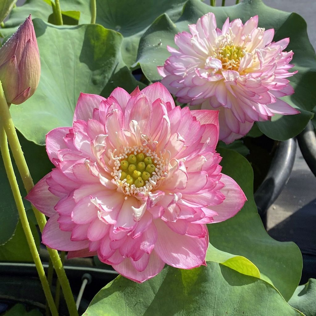 Nelumbo nucifera Pink Lady - Indische lotus
