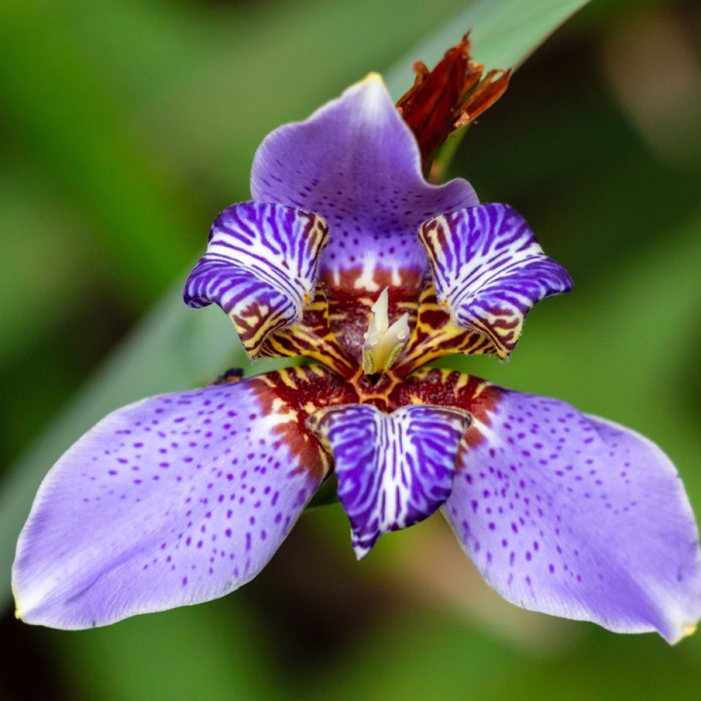 Neomarica caerulea Sky Blue - Wandelende iris