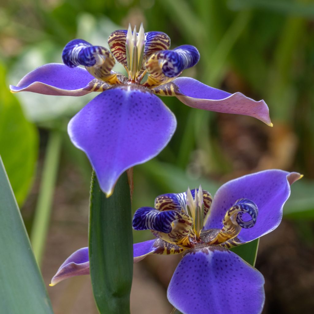 Neomarica caerulea Sky Blue - Wandelende iris