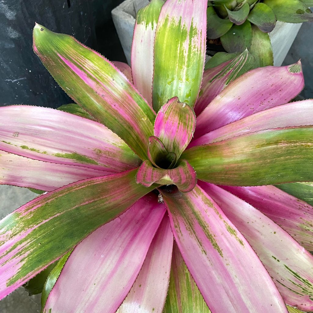 Neoregelia carolinae Cotton Candy - Rozetroon-bromelia