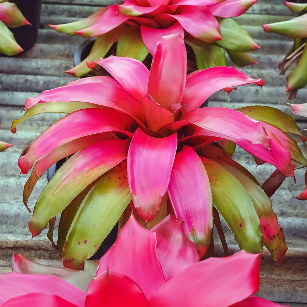 Neoregelia Medusa - Rozetroon-bromelia