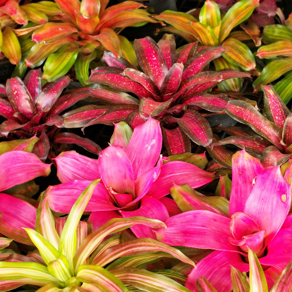 Neoregelia Medusa - Rozetroon-bromelia