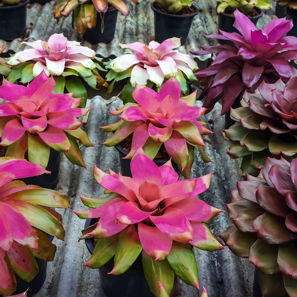 Neoregelia Medusa - Rozetroon-bromelia