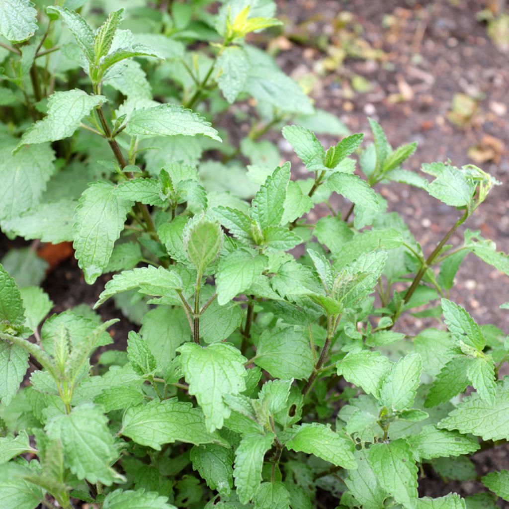Nepeta cataria Citriodora - Kattenkruid
