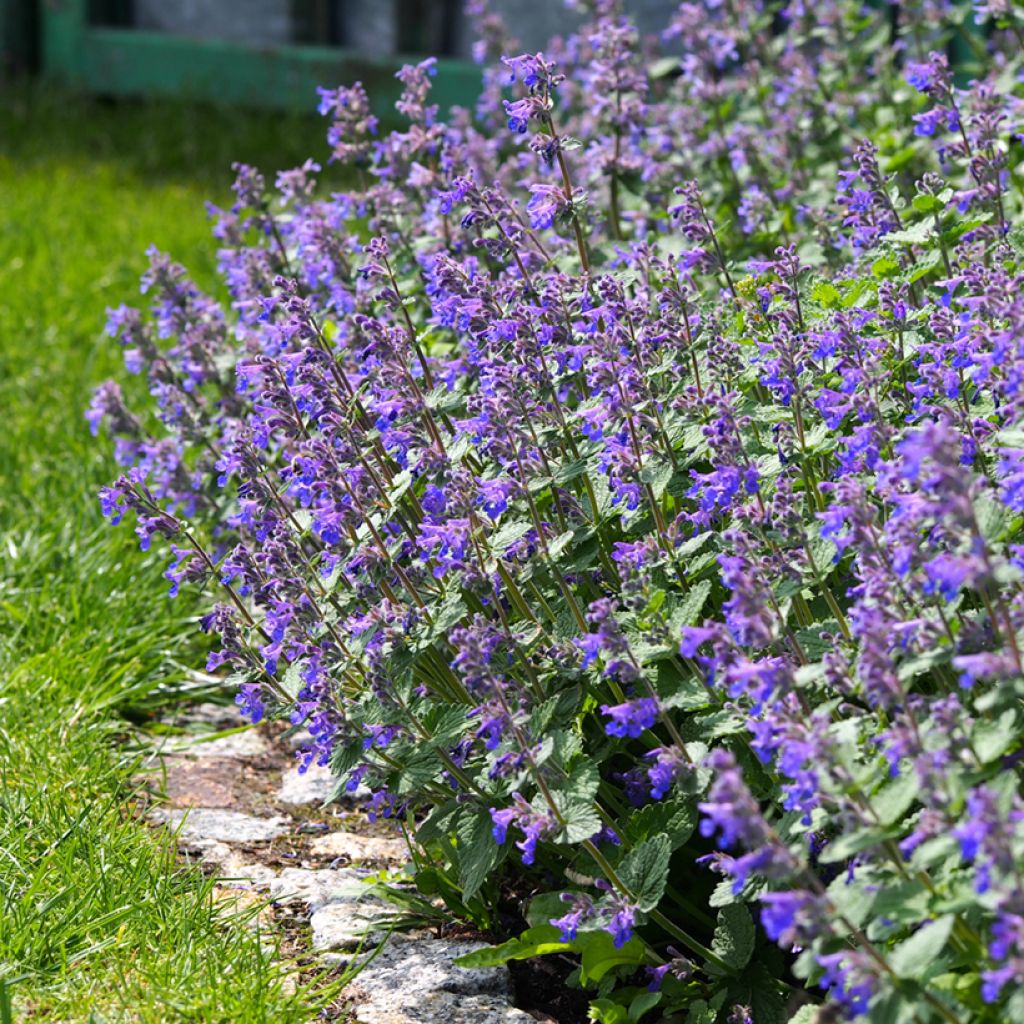 Nepeta faassenii - Kattenkruid